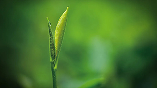 這片樹葉，改變了世界！