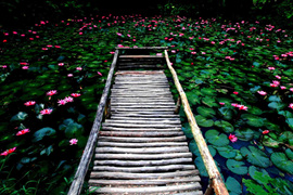 踱步花間，邂逅美麗