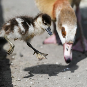 微信分享圖