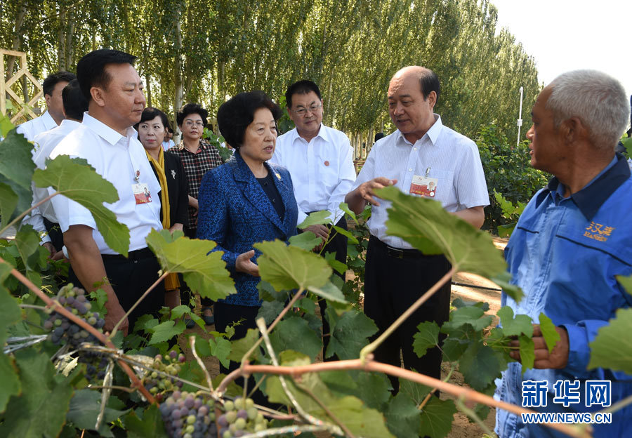 8月9日，中共中央政治局委員、中央統(tǒng)戰(zhàn)部部長、中央代表團副團長孫春蘭率中央代表團三分團，先后赴內(nèi)蒙古自治區(qū)烏海市、阿拉善盟看望各族干部群眾。這是孫春蘭在烏海市漢森酒業(yè)集團的葡萄種植園了解葡萄種植情況。新華社記者 任軍川 攝