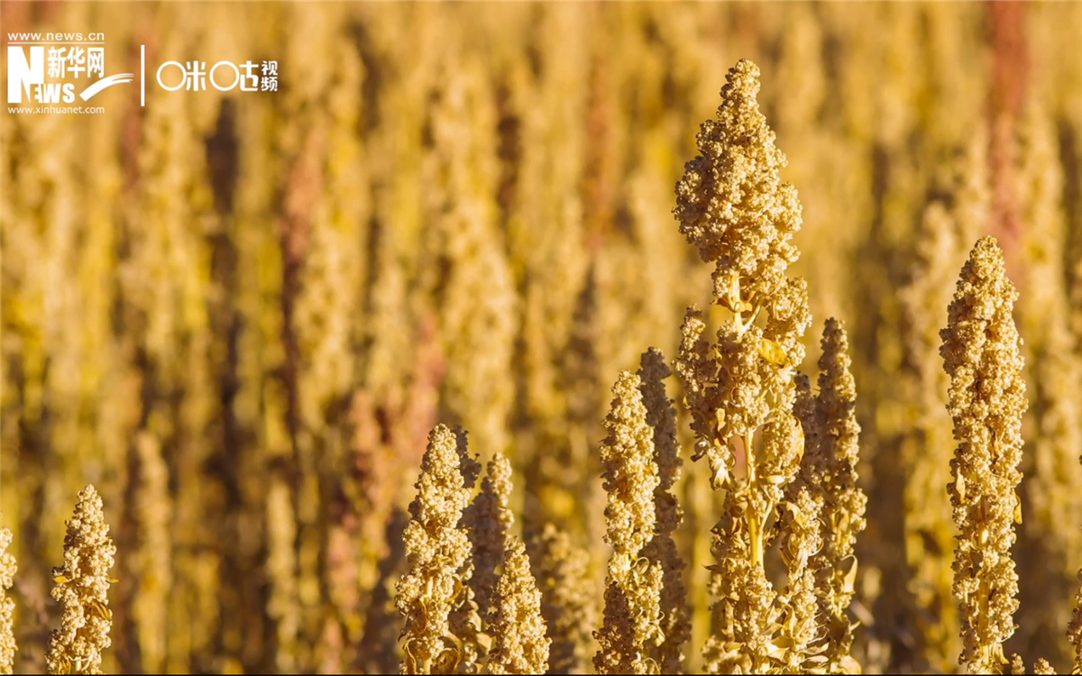 藜麥有極強(qiáng)的環(huán)境適應(yīng)能力和低成本、高回報(bào)的種植模式