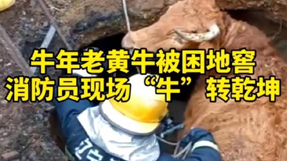 牛年老黃牛被困地窖，消防員現(xiàn)場“牛”轉(zhuǎn)乾坤！
