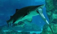 領(lǐng)地之爭(zhēng)：韓國水族館鯊魚吃鯊魚